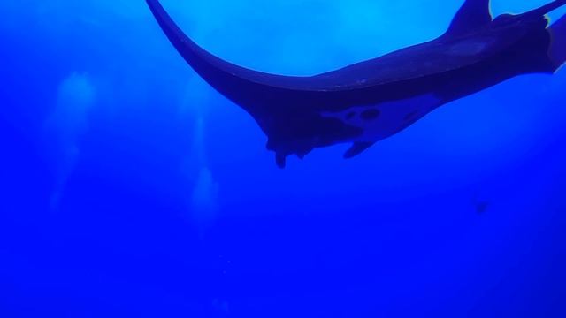 Nautilus Explorer 2013 - Haie & Mantas vor Roca Partida