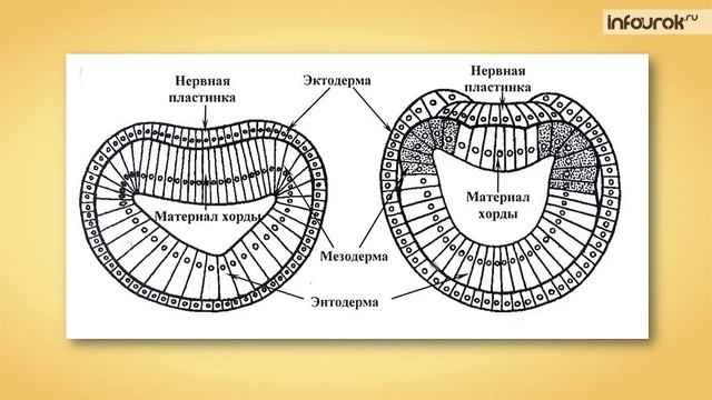 59. Доказательства эволюции животного мира