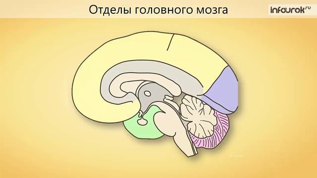 38. Класс Млекопитающие (морфология, экология, систематика)