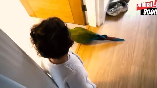 Попробуй НЕ ЗАПЛАКАТЬ! 😥 Встречи Животных с Хозяевами После Долгой Разлуки. Топ 40