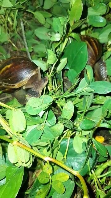 #Shorts to the west - snail p2438