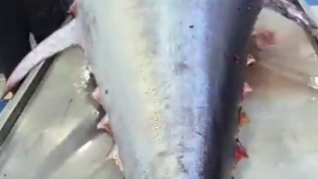 سمكة التونة العنيدة اسعار السمك في الجزائر \سوق السمك. ميناء زموري مسمكة الصخرة السوداء