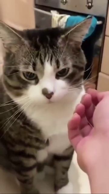 Кото хищник