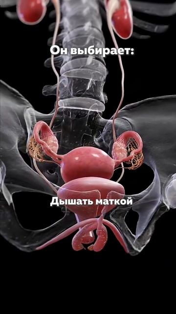 Как хотят худеть все