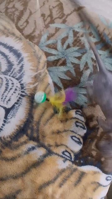 ИГРЫ😸.mp4
