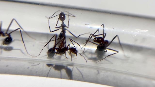 Aphaenogaster swammerdami
