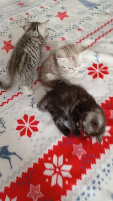 Шотландские котята