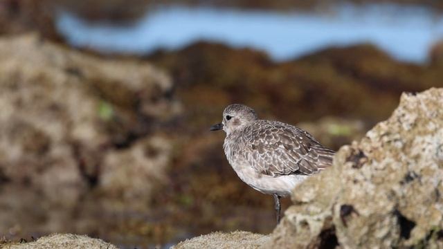 Grey Plover at Woodman Point, Oct 2023