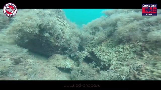 Дайвинг клуб "КЛАД" * intro dive 04.08.14