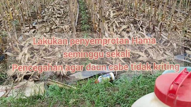 Cara tanam Tumpangsari jagung dan cabe merah kriting, umur 0-40 hari