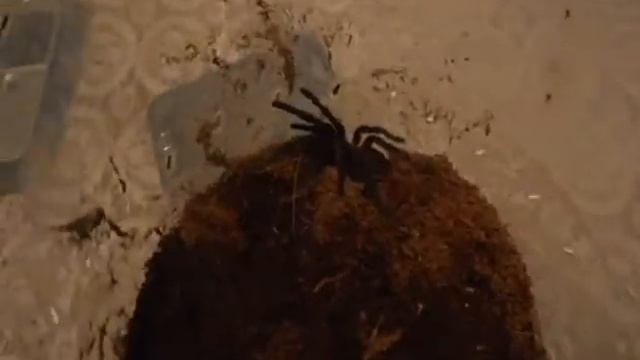 Brachypelma Vagans L7
