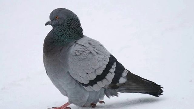 Детский Шансон - Голуби