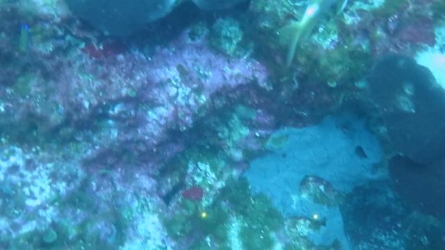 Flower Garden Banks Technical Diving Cruise, May 2016