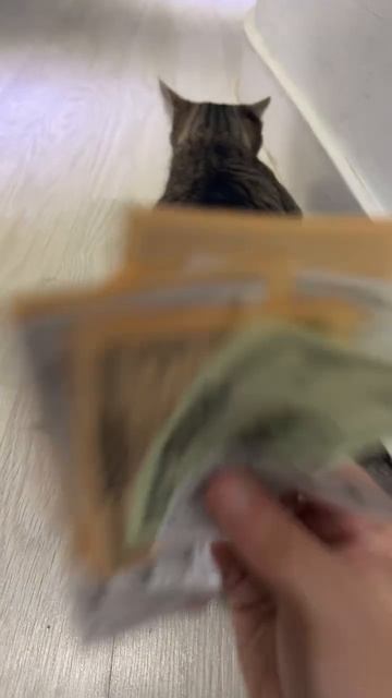 Кот, который любит деньги 😂