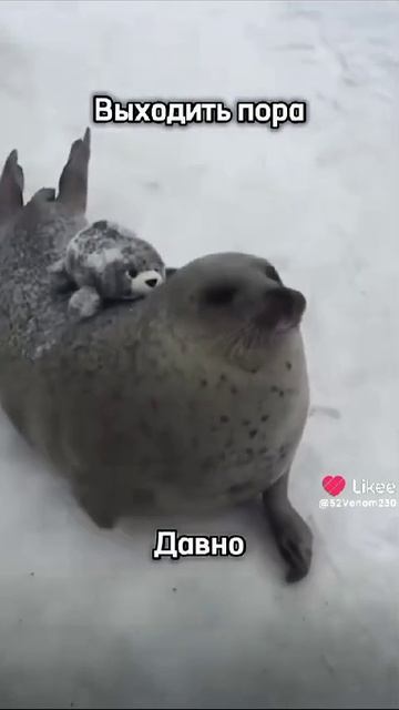 нерпы