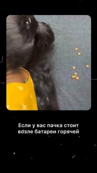 Записать видео, почему питомец вдруг отказывается от корма?