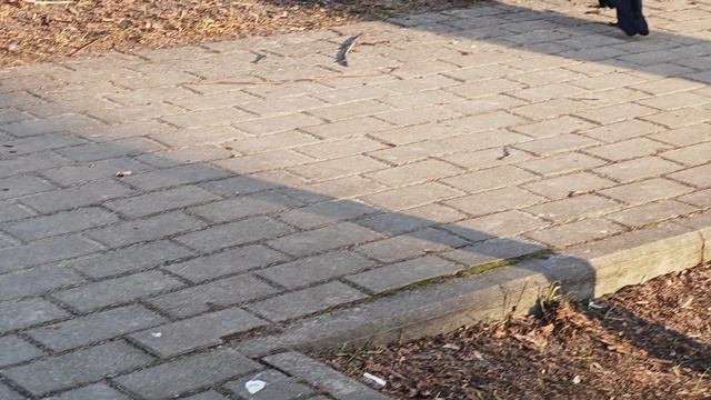 ЖУКОВКА. Автовокзал.