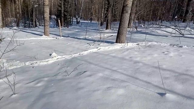 Лежки и Следы Лосей