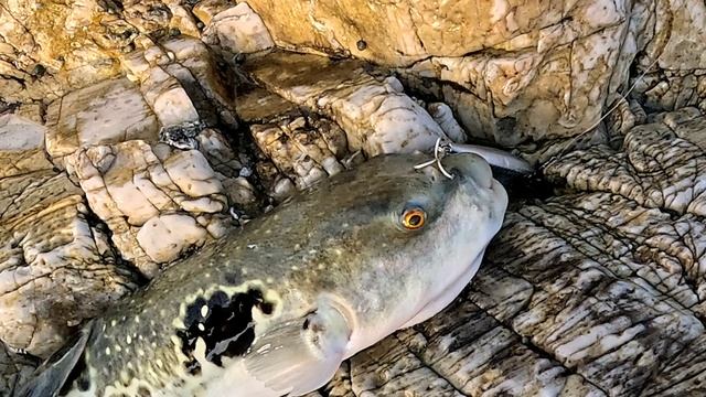 Фугу .Морская рыбалка с берега в Южной Корее