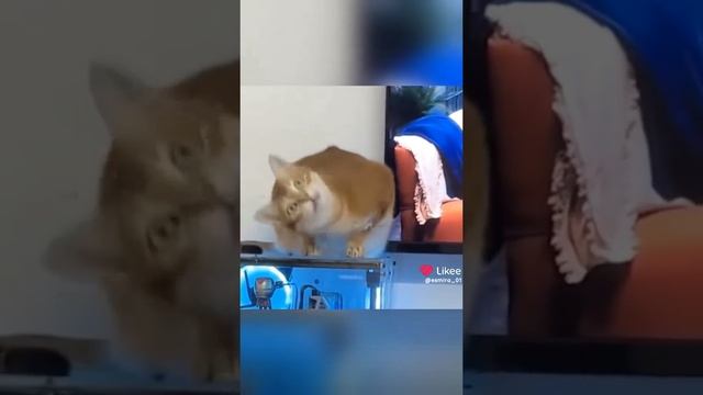 b85b27d6-6aa2-4669-ac76-f202d2e1c49c-1_all_5976.mp4