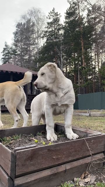 Гелька (3 мес. 6 дней)
