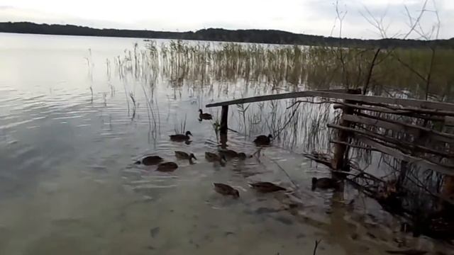 `16 07 15 17 Брест Шацк Киев