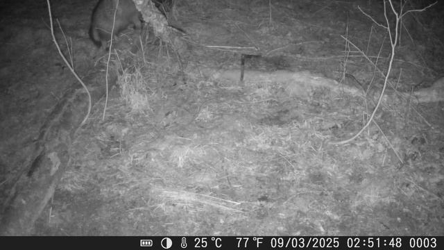 Хорошие "шапки" гуляют по лесной полянке