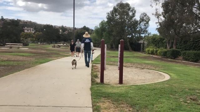 Teaching Bailey the Bulldog Puppy How to Skateboard