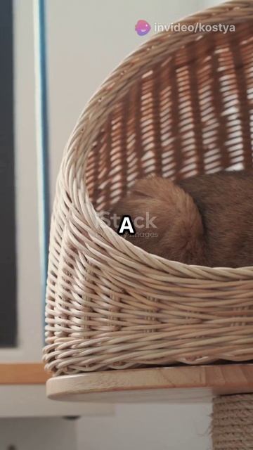 Кошачьи секреты которые ты не знал!