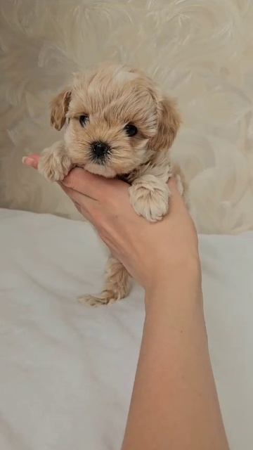 Щенок мальтипу Бима, 1,5 месяца