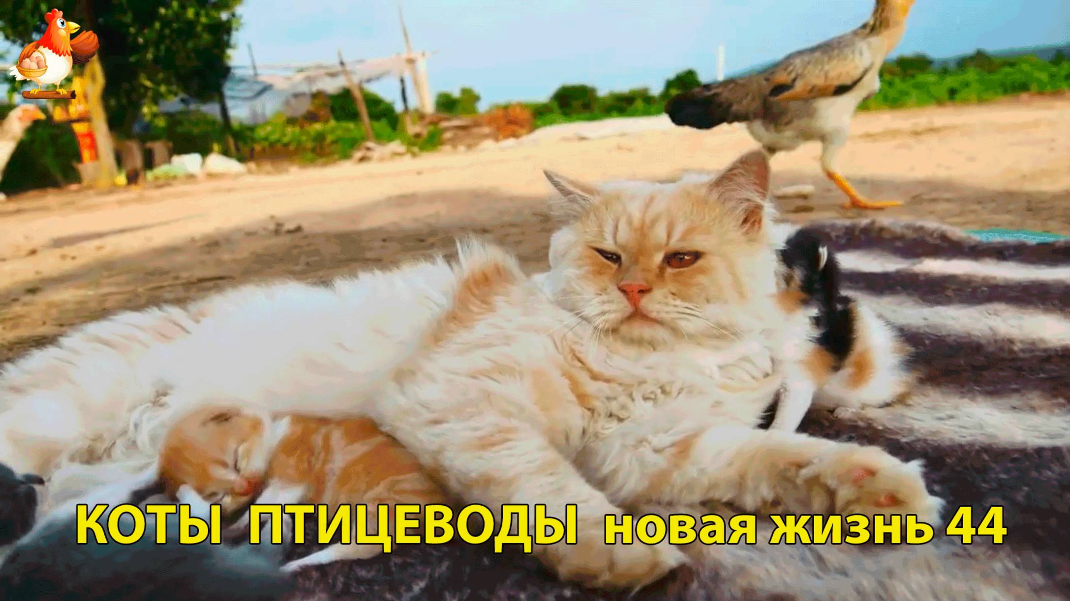 Коты птицеводы со своими подопечными 😹🐈🐈 Новая жизнь – выпуск (44) ❣️🤗😂