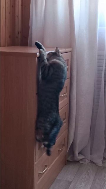Кот и комод
