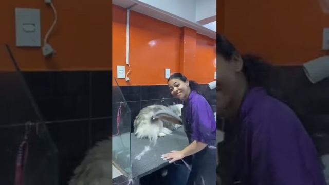 Смешные животные/ржака/попробуй не засмеяться/приколы 2025 ССЫЛКА В ОПИСАНИИ!