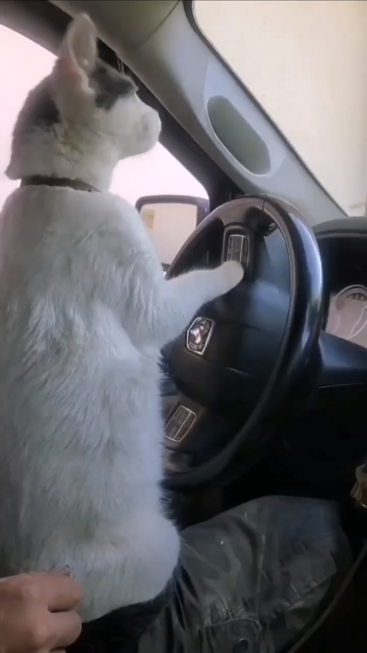 Котейко рулит 🐱