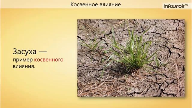 64. Факторы среды и их влияние на биоценозы
