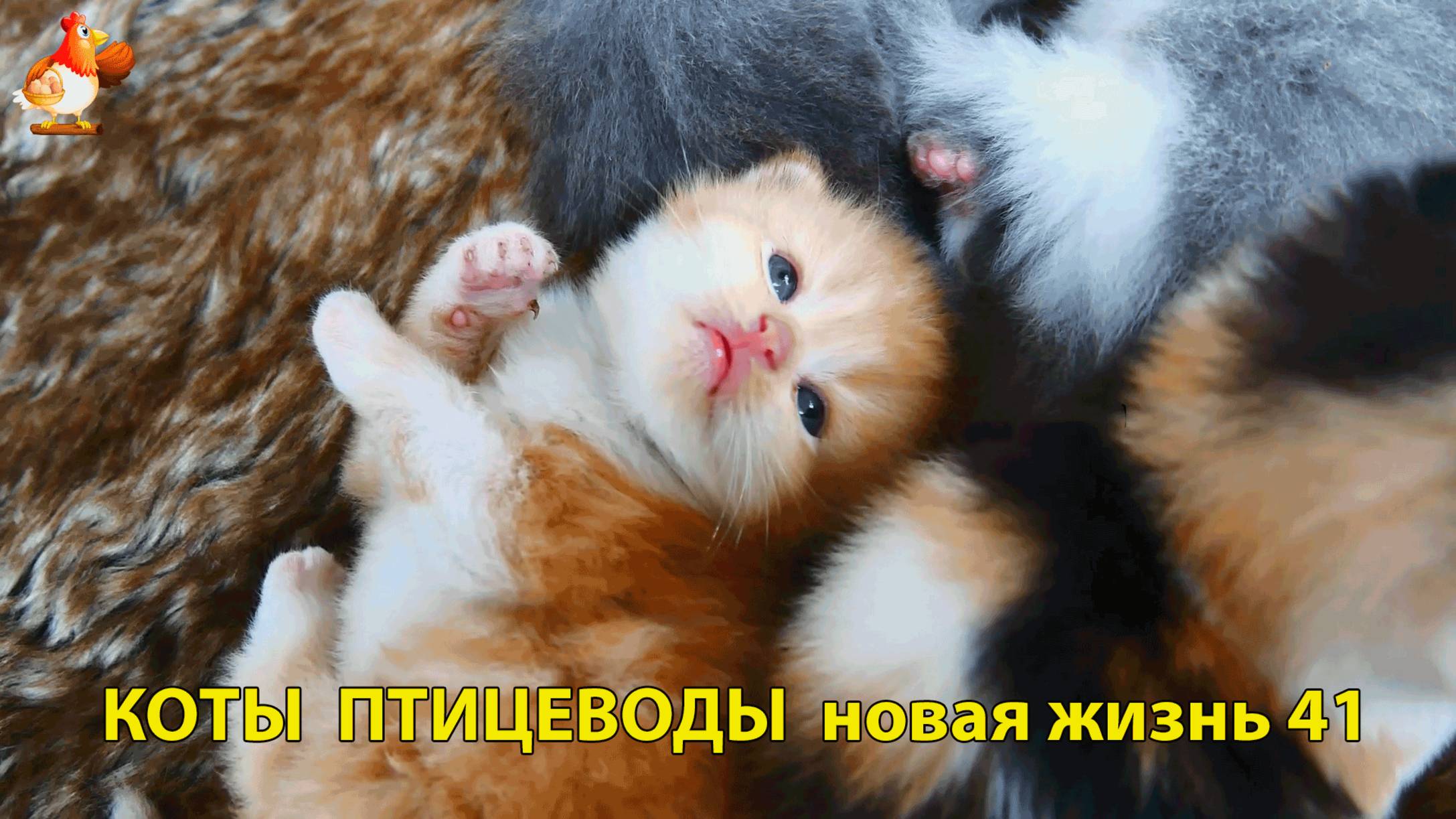 Коты птицеводы со своими подопечными 😹🐈🐈 Новая жизнь – выпуск (41) ❣️🤗😂