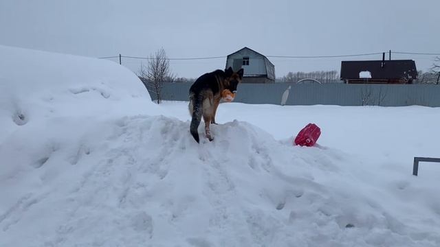 Эльза ,стройка дома Бедный мяч!