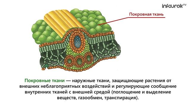 5. Ткани