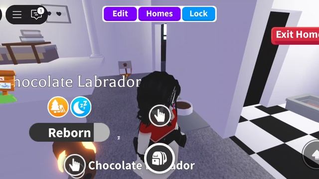 РОЗЫГРЫШ НА НР СОБАКУ 🫶