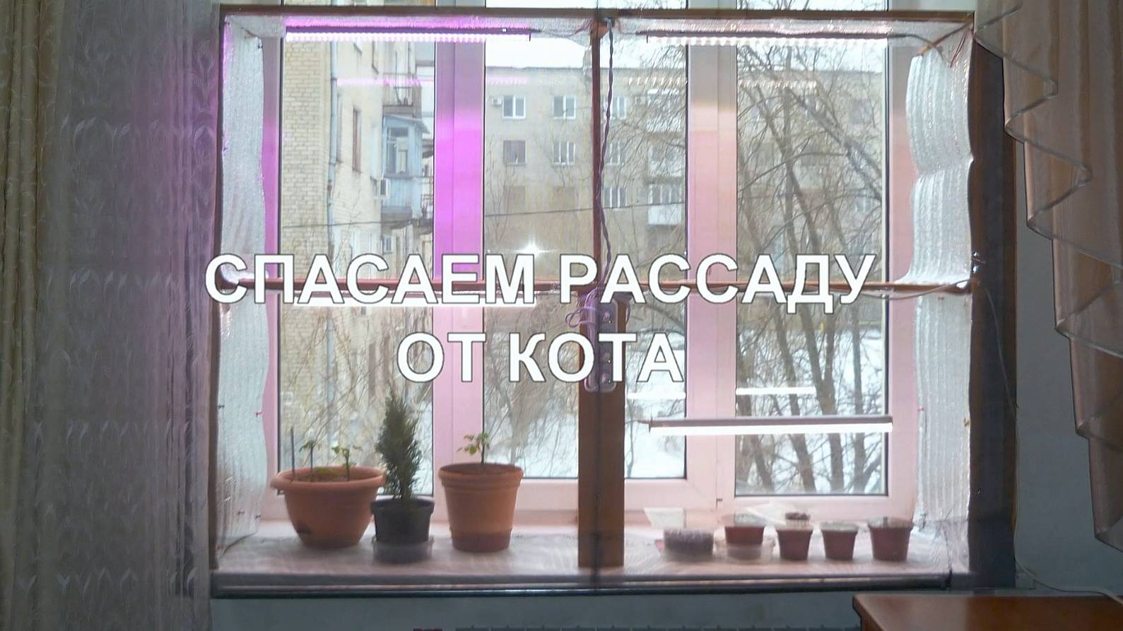Спасаем рассаду от кота