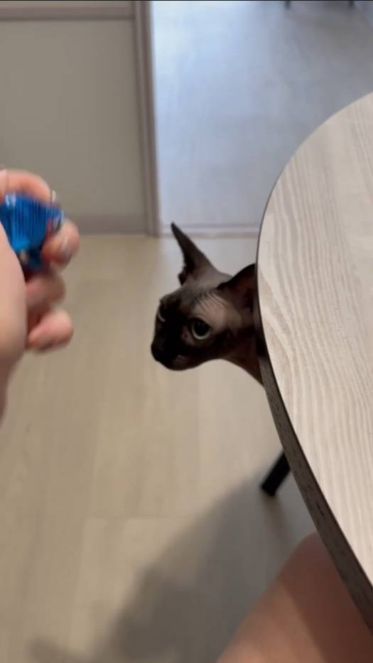 Моя кошка