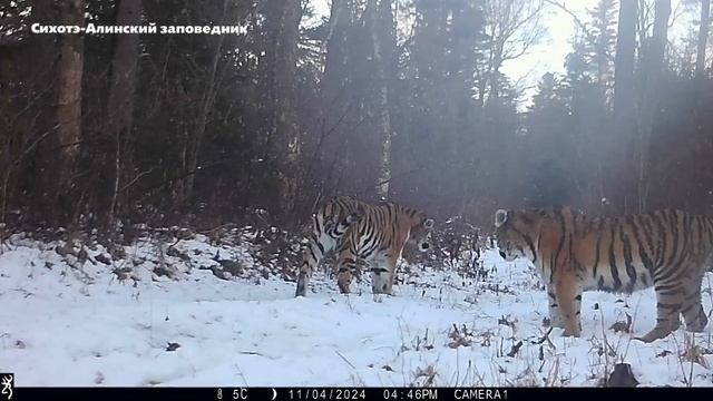 В Приморье  молодая  тигрица  навестила  мать. Видео  покоряет  интернет.