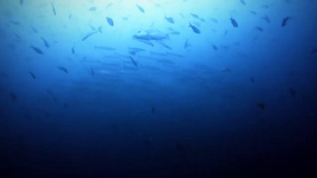 Diving Galapagos September 2021