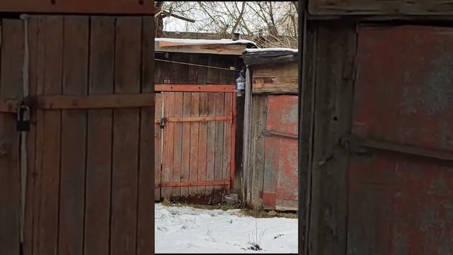 Кормушка для птиц. #птицы  #тимартдан