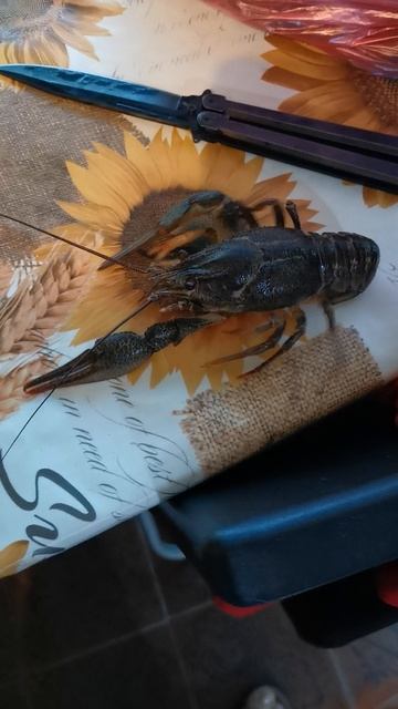 VID_20220721_182808