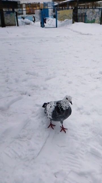 1000018710.mp4