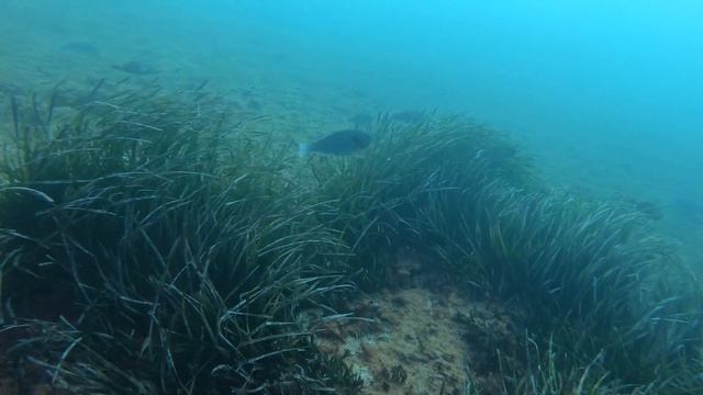 2019 diving in Malta - Tug 2 & Cirkewwa reef