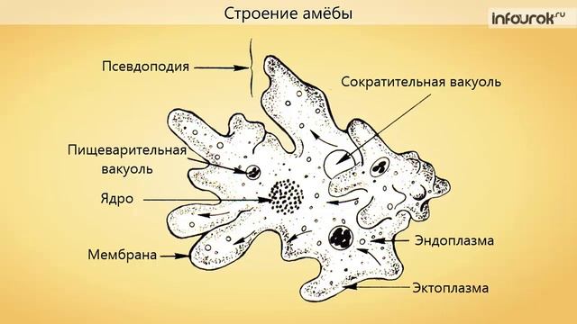 6. Подцарство Одноклеточные. Тип Саркодовые. Класс Саркодовые
