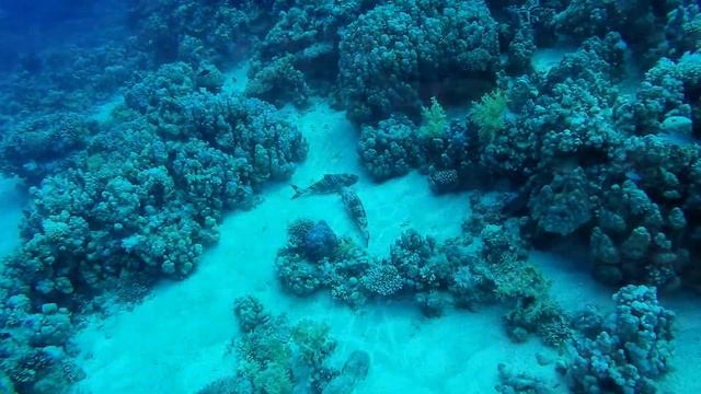 Diving in the Red Sea, Egypt, Sharm El Sheikh - April 2018