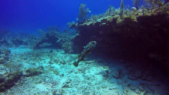 Scuba Diving off Caribbean Island of Antigua